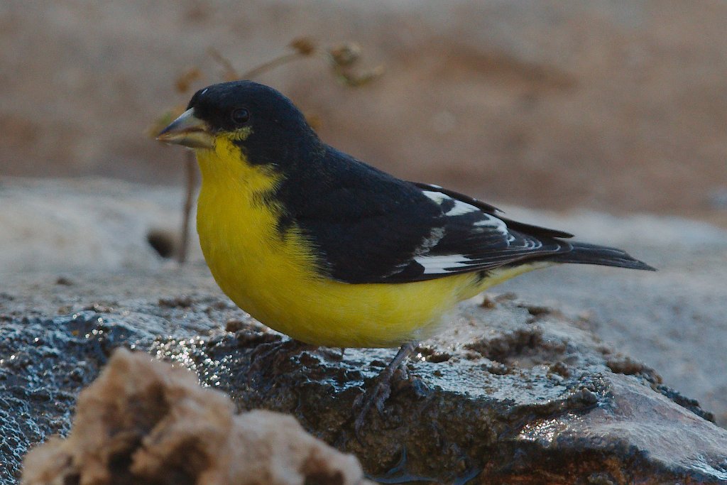 Lesser Goldfinch 2013-12-16_4.jpg